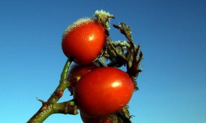 Rosehips for ‘Get up and go’