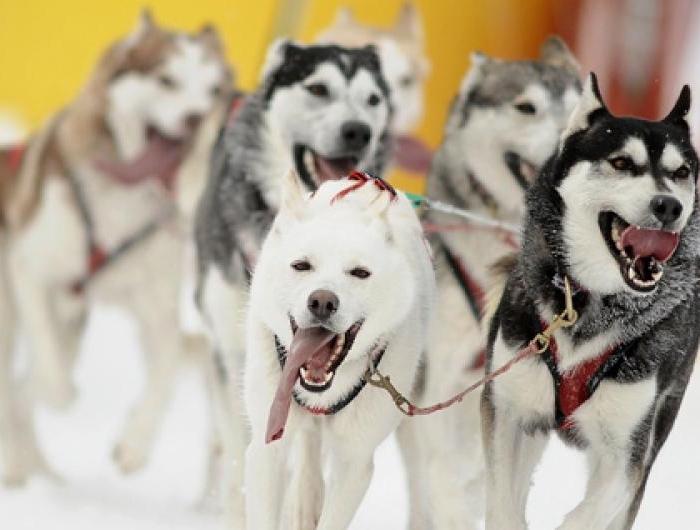 French Teenager Dies After Dog Sled Crash Northwest of Montreal