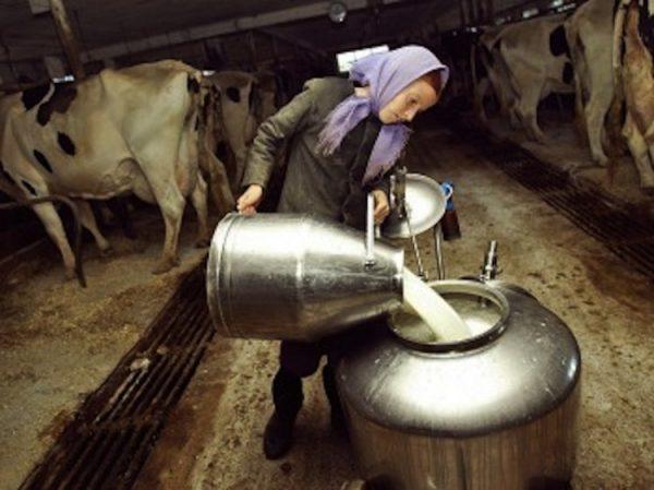 An Amish girl pours raw milk after a milking. Raw milk has been found to be especially healthful. Chris Hondros/Getty Images