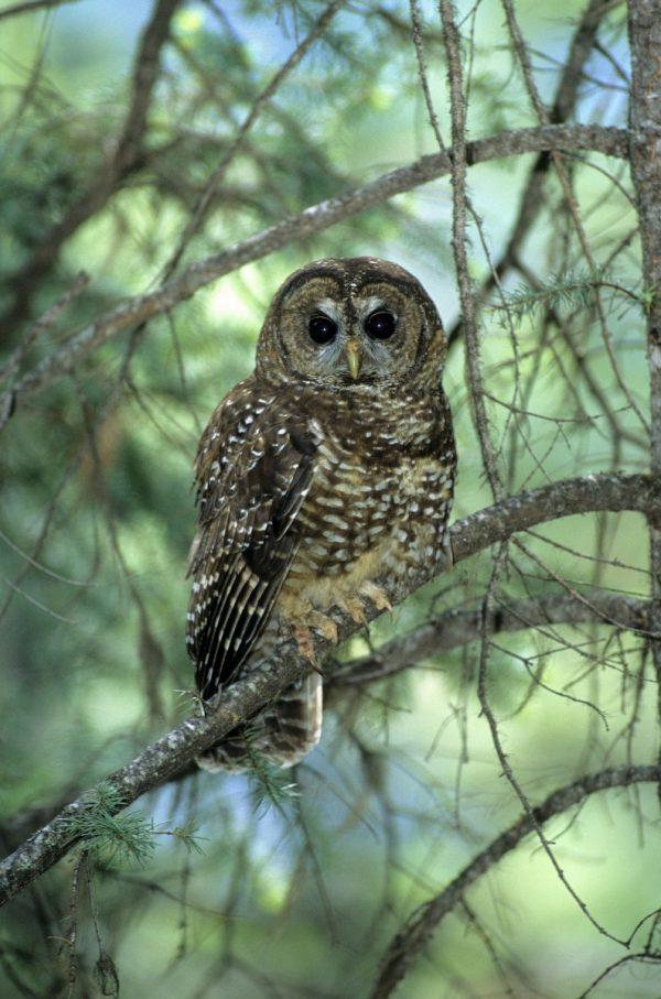 The northern spotted owl. (Photo by Wayne Lynch)