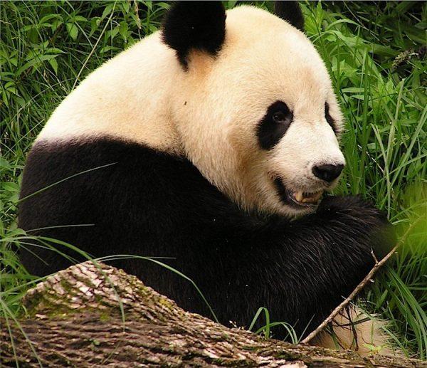 Giant pandas ingest up to 12.5 kilograms (28 pounds) of bamboo daily. (Jcwf/Wikimedia Commons)
