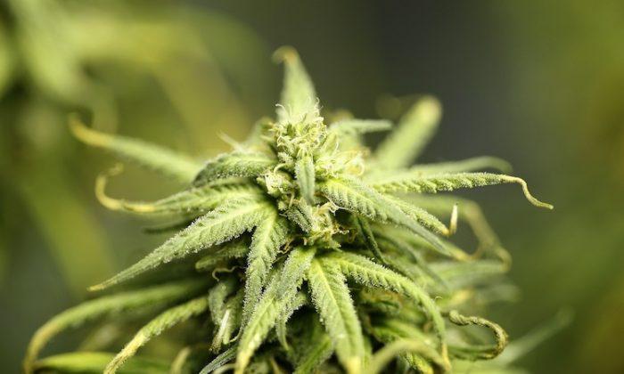 State Suspends More Than 400 Marijuana Licenses as Federal Legalization Debate Looms
