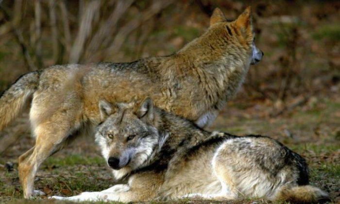 A Family of Four Was on a Camping Trip in Canada. Then a Wolf Attacked While They Were Sleeping