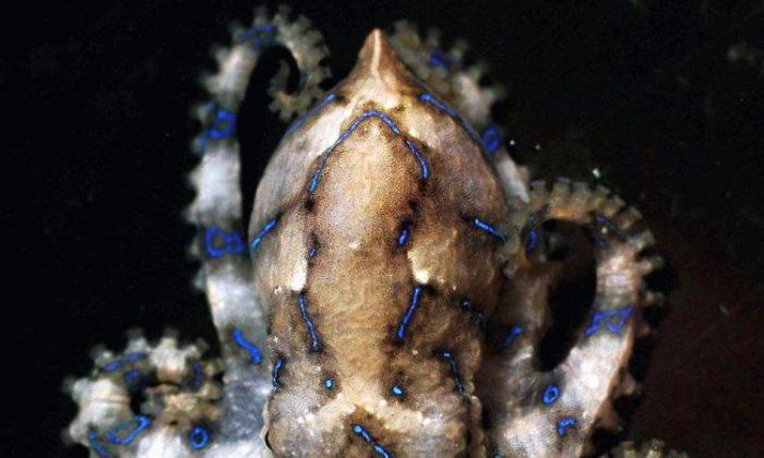 2 Men Risk Lives by Dangling Blue-Ringed Octopus Over Their Bare Skin, Video Shows