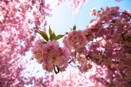Cherry blossoms at the Brooklyn Botanical Garden. (Joseph O. Holmes, courtesy Brooklyn Botanic Garden)