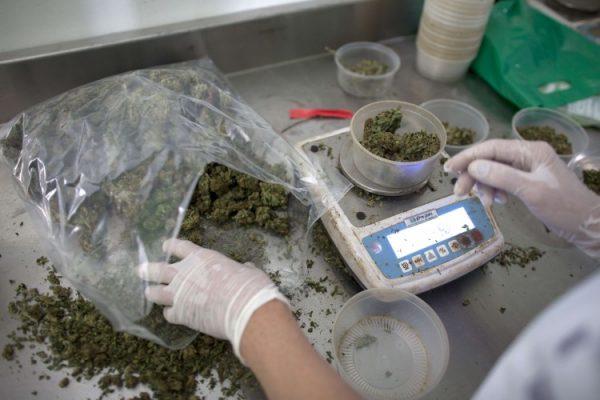 A technician weighs cannabis in a greenhouse near the northern Israeli city of Safed, on Nov. 1, 2012. (Menahem Kahana/AFP/Getty Images)