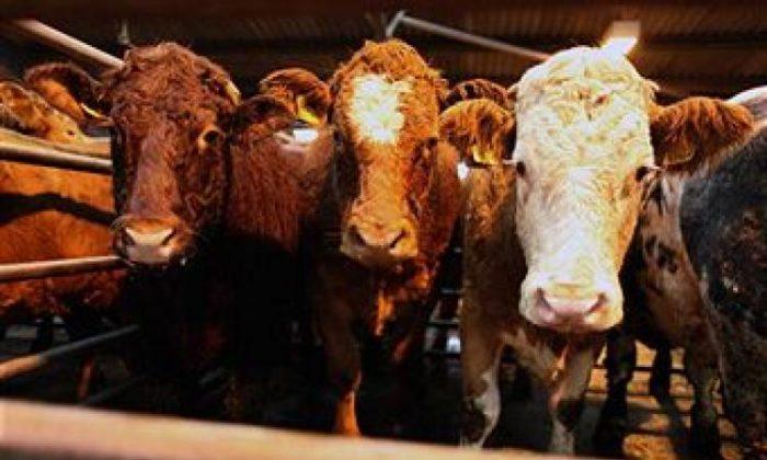 UK Unveils Plans to Ban Live Animal Exports in England and Wales