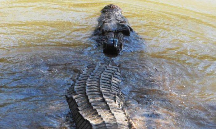 Deckhands ‘Swam Croc-Infested Waters to Escape’ Skipper in Queensland
