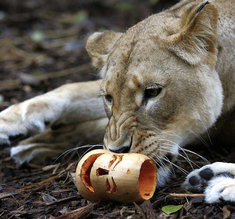 Kutchani, a four-year-old female African Lion, plays with a hand-carved Halloween pumpkin at Sydney's Taronga Zoo, 31 October 2005. (Greg Wood/AFP/Getty Images)