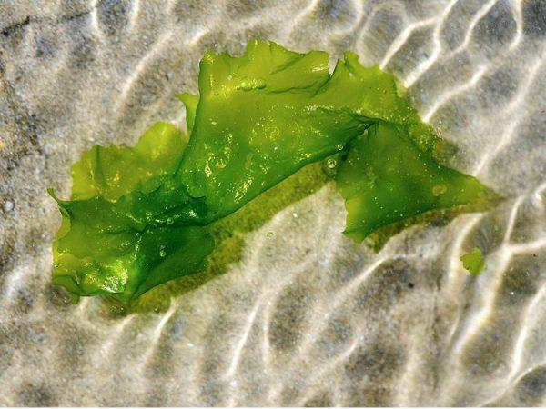 Green algae in a file photo (Fred Tanneau/AFP/Getty Images)