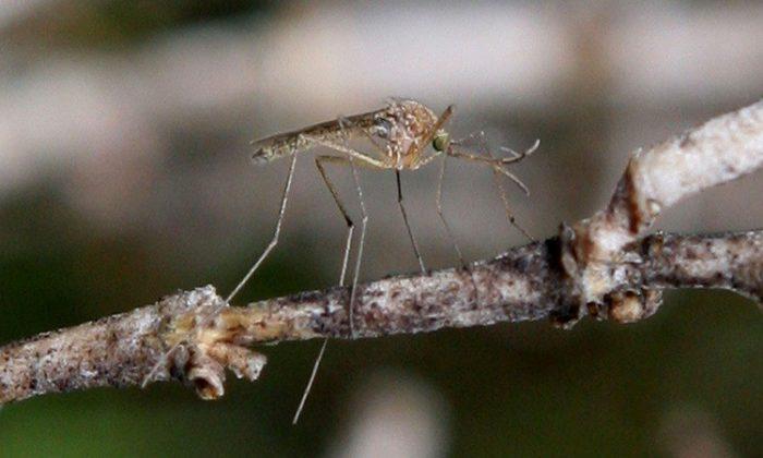 Orange County Reports First Human West Nile Virus Case of the Year
