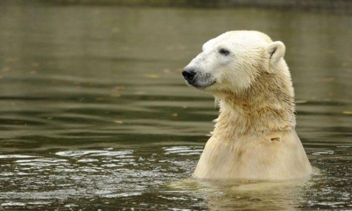 Controversy Surrounds Viral Polar Bear Video: Was It Climate Change?