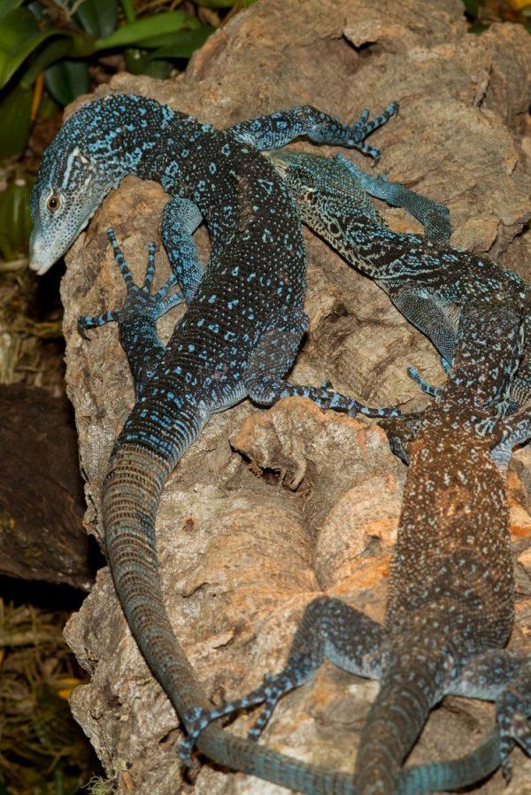 Blue tree monitor lizard, a new species found in New Guinea, a conservation hotspot, where more than 1,000 species were discovered over a 10-year period at an average rate of two per week. (Brian Gratwicke/Wikimedia)