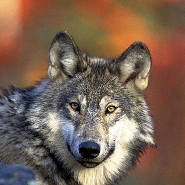 Gray wolves have recently been relisted as an endangered species in the Northern Rocky Mountain region. (National Convseration Training Center)