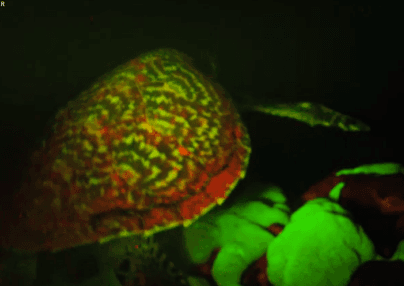 This Turtle is Fluorescent, and Scientists Aren’t Sure Why (Video)