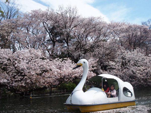 Paddling in a swan boat amidst falling sakura petals at Inokashira Park. (Won Xue Li/Epoch Times)