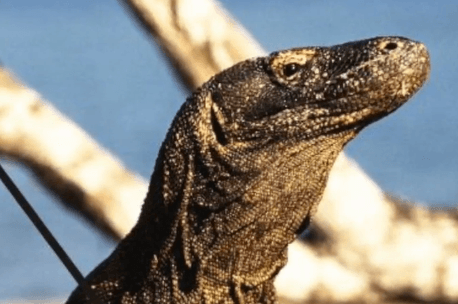 Giant Predatory Lizard Once Co-Existed With Humans 50,000 Years Ago (Video)