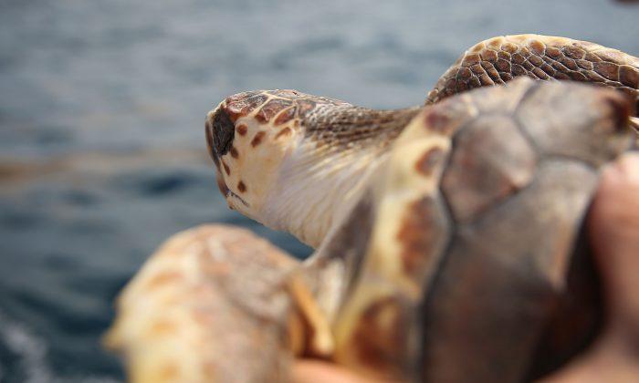 Continued Development Along Florida Coast Threatens Sea Turtle Comeback