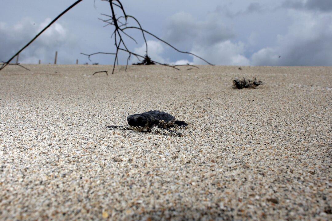 Turtle Espionage: Beach Walkers Asked to Help Discover and Protect Nests