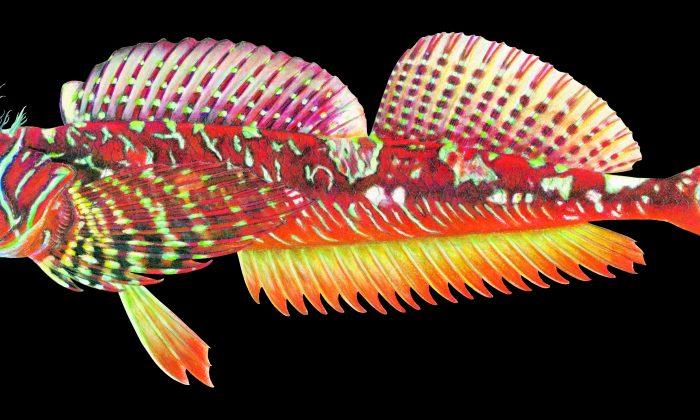 Meet the Unfamiliar Fish of the Salish Sea