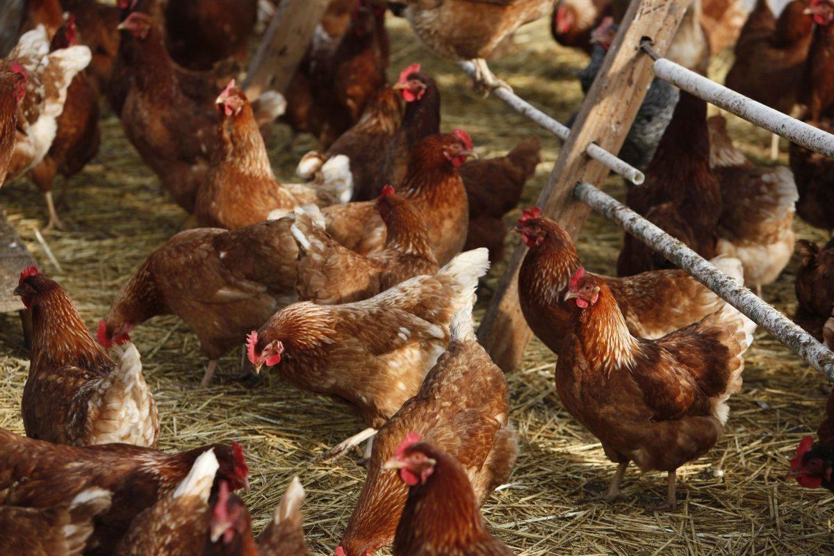 Free range chickens on a farm near Vacaville, Calif. (Eric Risberg/AP Photo)