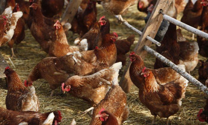 Restaurants Doubt TPP Will Meet Quest for Antibiotic-Free Chicken