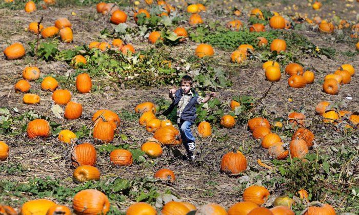 Pumpkin Producers Capitalizing on US Jack O' Lantern Shortage
