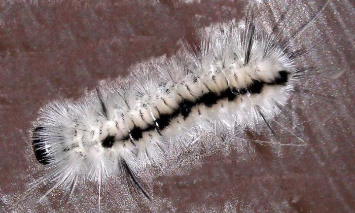 Beware of This Caterpillar: They Pack a Punch