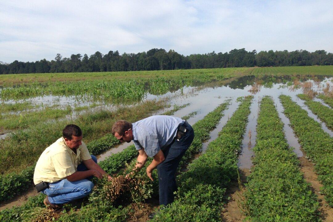 Farmers Look at Devastating Losses as Flood Rolls Downstream