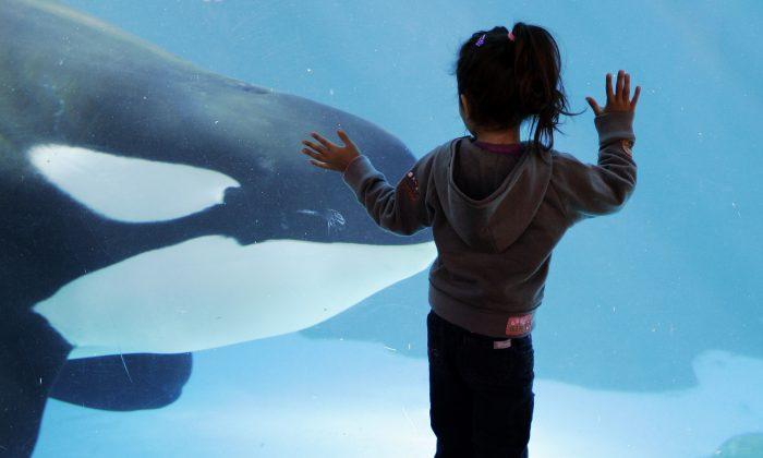 California Agency Votes to Ban SeaWorld Orca Breeding