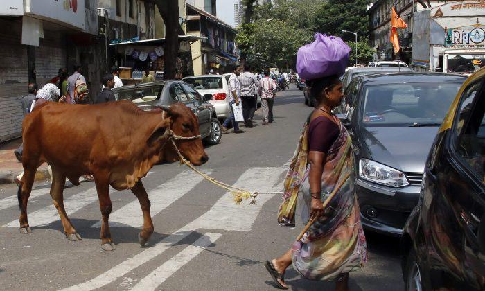 With Hindu Party Leading India, Beef Grows More Political