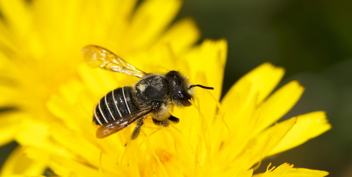 How African Honey Bees Can Help Mitigate Global Colony Losses