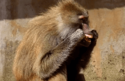 A Baboon in England Was Spotted Flossing Her Teeth (Video)