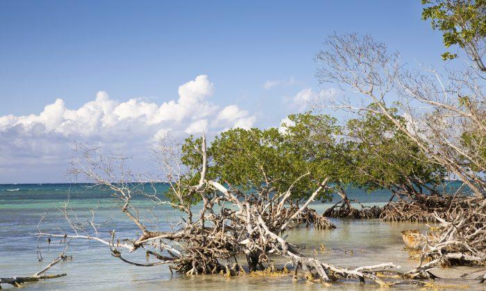 Rising Seas Threaten to Drown Important Mangrove Forests, Unless We Intervene
