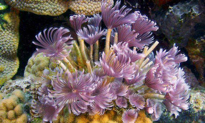Why We Need to Protect the Oceans’ Tiniest Creatures