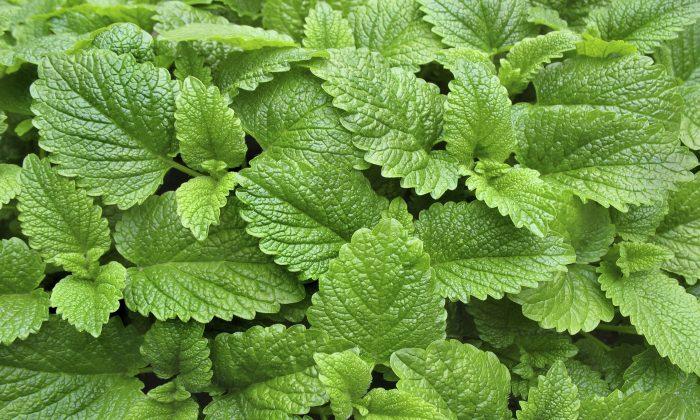 Get Calm and Focused With Lemon Balm