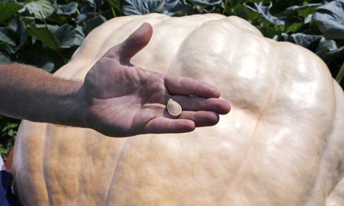 How Do You Grow a 2,000-Pound Pumpkin? It’s Complicated