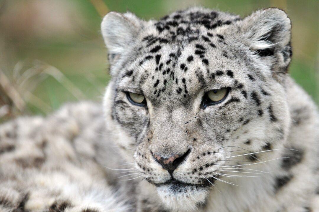 Humans and Climate Continue to Threaten Endangered Snow Leopard
