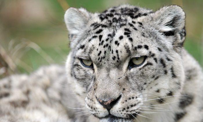 Humans and Climate Continue to Threaten Endangered Snow Leopard