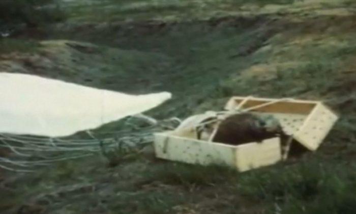 Idaho Agency Finds Historic Footage of Parachuting Beavers
