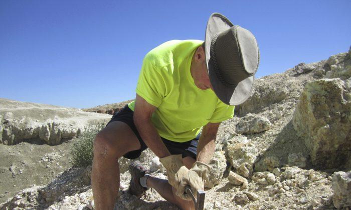 Free App Lets Amateurs Find and ID Fossils