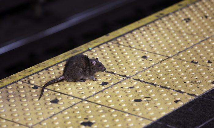 CDC Warns of ‘Unusual or Aggressive Rodent Behavior’ Amid Pandemic