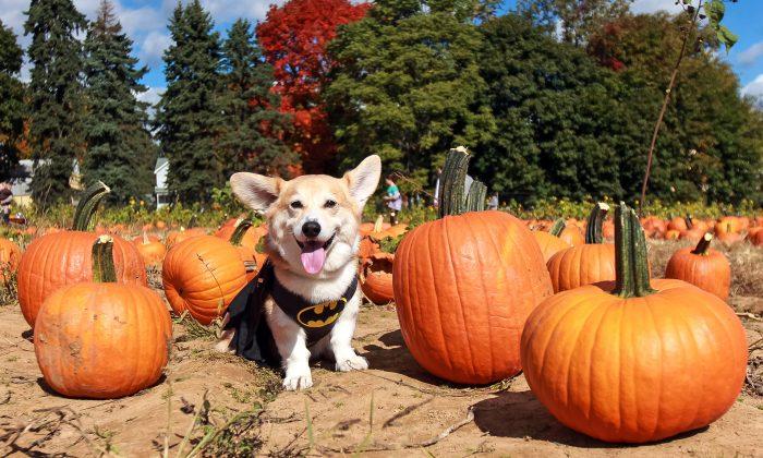 Dogs With Busy Social Lives Dress up for More Than Halloween