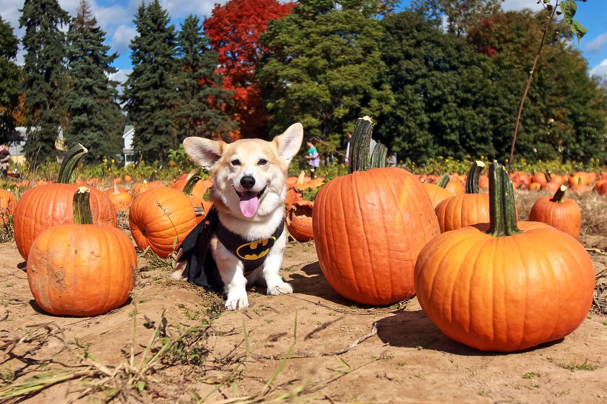 Dogs With Busy Social Lives Dress up for More Than Halloween
