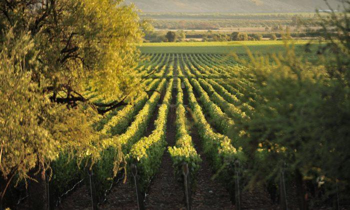 Why Chile’s Vineyards Are Flying High