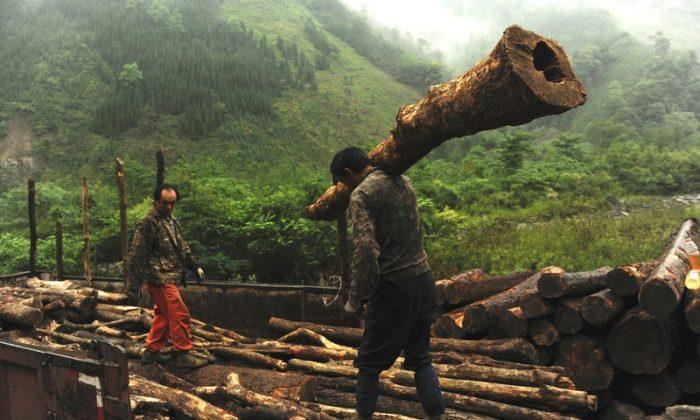 Extensive Logging in the Name of ‘Forest Restoration’ Threatens Natural Habitat of Pandas