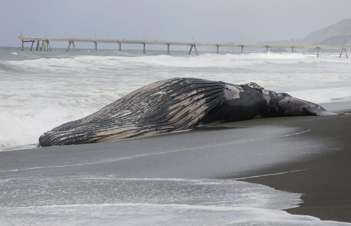 Waves come in around a beached humpback whale in Pacifica, Calif., on May 5, 2015. (Eric Risberg/AP Photo)