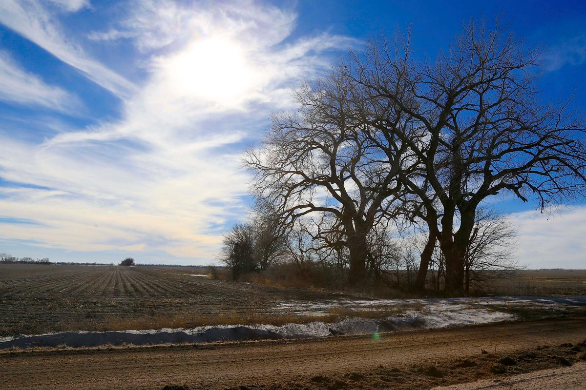 Trees dominate a field through which the Keystone XL pipeline is planned to run, near Bradshaw, Neb., on Jan. 16, 2015. (AP Photo/Nati Harnik)