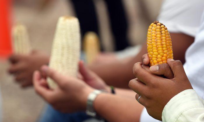 Canada Sides With US in Trade Dispute With Mexico Over GMO Corn