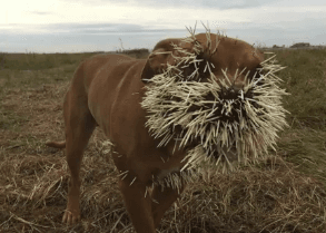 Three Dogs Encountered Porcupine, Outcome Was as Bad You'd Expect (Video)